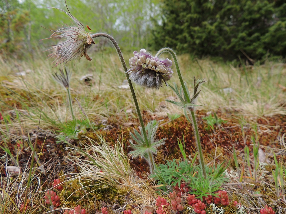 Pulsatilla pratensis - ahokylmänkukka löytyi 2000-luvun alkupuolella Ahvenanmaan Lemlandista, Herröskatanin luonnonsuojelualueelta. Vuonna 2013 kalliokedolla kasvoi kuusi lähekkäistä, pientä yksilöä, joista neljässä oli kukkavarsi. Kuvan normaalisti kehittynyt kukka on jo edennyt hedelmävaiheeseen, mutta epämuodostunut kukka jatkaa tuloksettomaksi jäävää kukintaansa. A, Lemland, eteläpää, Björkö, Herröskatan, luonnonsuojelualue, 26.5.2013. Ellei toisin mainita, kuvat ovat tältä samalta kasvupaikalta. Copyright Hannu Kämäräinen.