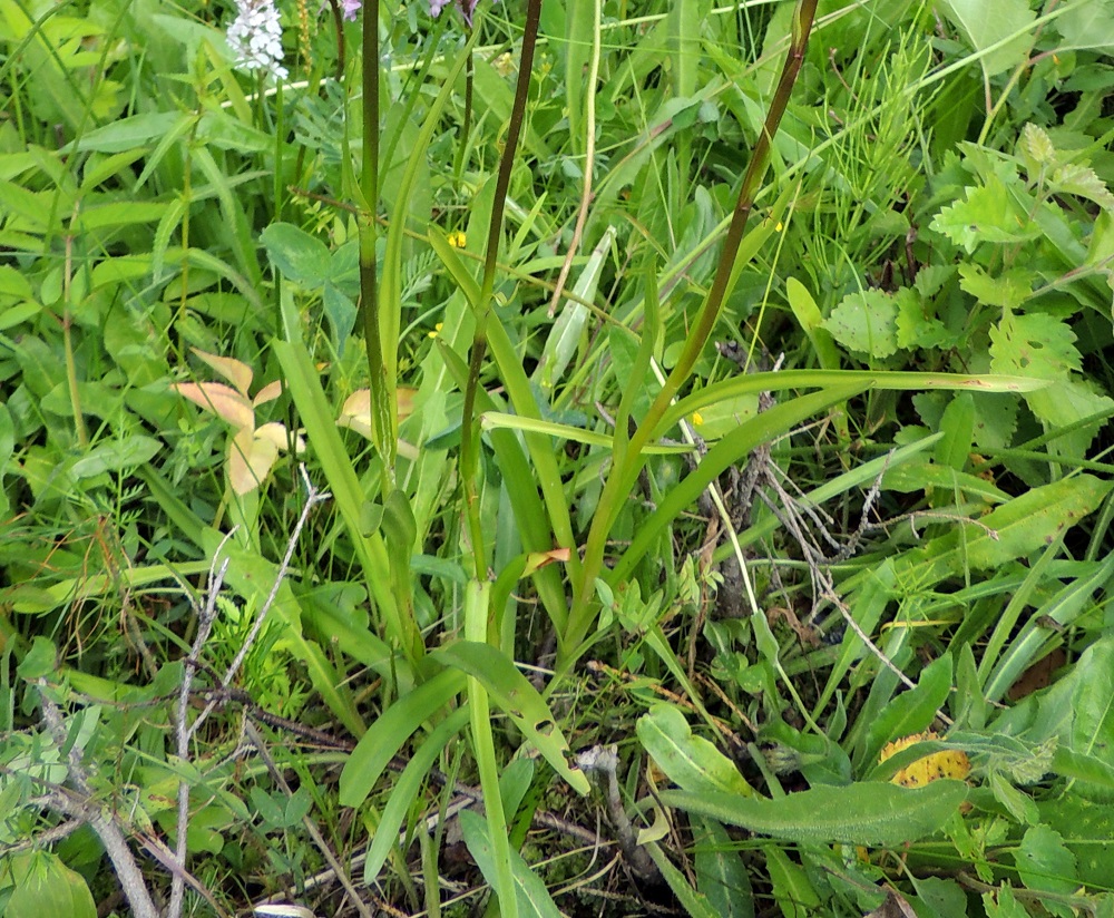 Gymnadenia conopsea ssp. conopsea - ahokirkiruoho on hyvin kapealehtinen. Lehdet ovat tasaisen vihreät, täplättömät, lähes tasasoukat ja tavallisesti noin 5-15 cm pitkät ja leveimmästä kohtaa noin 0,8-1,2 cm leveät. Lehdet ovat tyvestään tupessa osittain sisäkkäin. Ylempänä varrella on muutama pienempi ja pystyhkö lehti. ES, Savonlinna, Kerimäki, Hautalahti, Joensuuntien (tie 71) ojaluiska ja laitarinne, 10.7.2015. Copyright Hannu Kämäräinen.