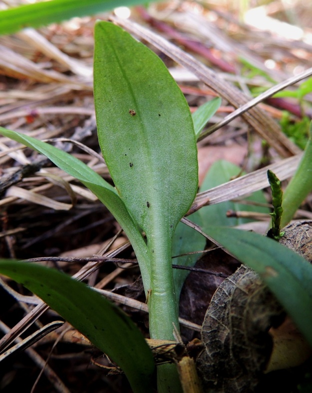 Goodyera repens - yövilkan, havuyövilkan lehdet ovat molemmin puolin vihreät ja kaljut. Alempien lehtien ruoti on noin 0,5-1,5 cm pitkä. Paksussa lehdessä on sisällä ilmaonteloita, jotka helpottavat sen talvehtimista. Suomalaisista kämmeköistä yövilkka ja neidonkenkä, Calypso bulbosa, ovat ainoat, joiden lehdet talvehtivat. EH, Hattula, Takajärvi, järven pohjoispuoli, Lintusaaren koillispuolinen harju, 23.7.2014. Copyright Hannu Kämäräinen.