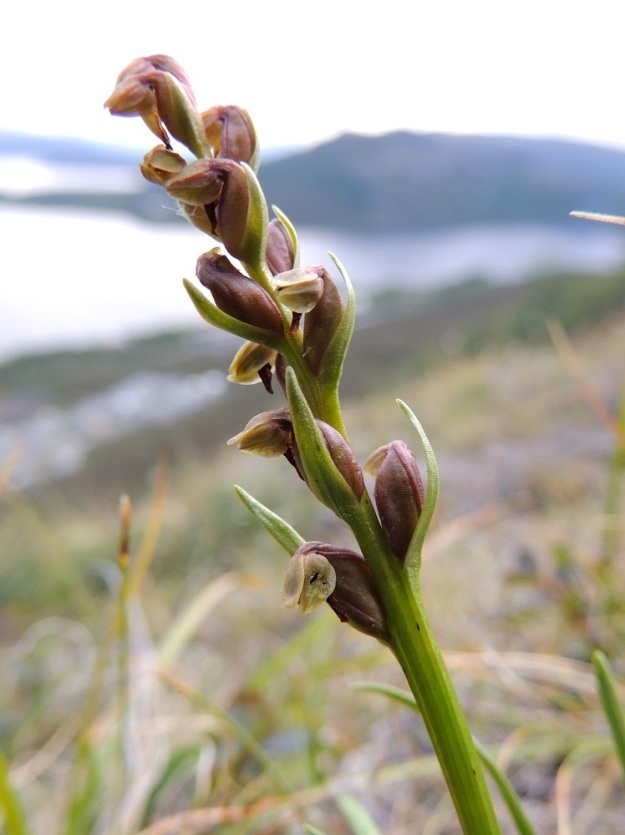 Chamorchis alpina - tunturiorhon kukkien tukilehdet kapenevat tasaisesti teräväksi kärjeksi. Alempana ne voivat olla kukkia pitemmät ja latvassa niitä lyhyemmät. Toisinaan 1-2 alinta tukilehteä ovat varsilehtien kaltaisia ja huomattavastikin kukkia pitempiä. Sikiäin on usein punertava tai ruskehtava, soikea ja noin 4-5 mm pitkä. Sen kärki on voimakkaasti taipunut ja kääntää kehän sivulle tai nuokkuvaksi asti. EnL, Enontekiö, Kilpisjärvi, Saanan jyrkkä lounaisrinne, tunturipaljakkakangas, 625 m mpy, luonnonsuojelualue, 16.7.2013. Copyright Hannu Kämäräinen.