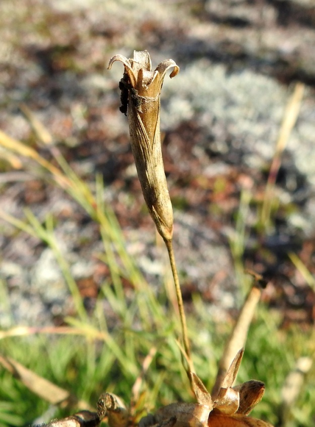 Dianthus arenarius subsp. borussicus - hietaneilikka subsp. idänhietaneilikka kukkii useiden kasvioppaiden mukaan heinä-elokuussa. Ilmaston lämpeneminen on aikaistanut kukintaa jo lähes kuukaudella, kuten tämäkin kuvasarja osoittaa. Elokuun puolivälin jälkeen kukinta ei ollut pelkästään ohi, vaan kodatkin olivat jo avautuneet. Avautuminen tapahtuu 4-liuskaisesti. St, Jämijärvi, 22.8.2019. Copyright Hannu Kämäräinen.