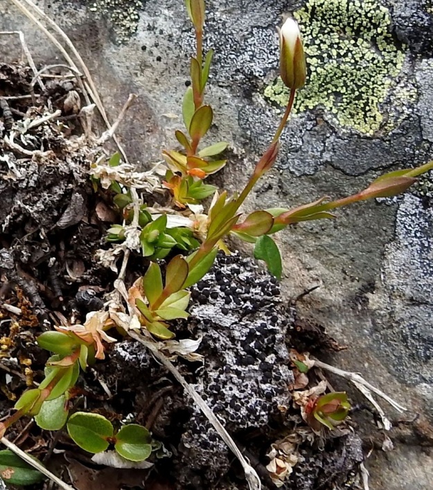 Cerastium alpinum subsp. glabratum - tunturihärkin subsp. kaljutunturihärkin kukallisten versojen lehdet ovat vastakkaiset ja ruodittomat. Verson alaosassa ne ovat lyhyin nivelvälein sekä malliltaan usein leveänsoikeat tai pitkänpyöreät. Ylempänä nivelvälit ovat pitemmät ja lehdet malliltaan tavallisesti soikeat tai suikeahkot ja ylimmät jopa lähes tasasoukat. Pituutta lehdillä on yleensä noin 5-15 mm. EnL, Enontekiö, Kilpisjärvi, Saanan koillispuoli, Saanajärven luoteispäästä nouseva korkea harjanne, kivikkoinen paljakkarinne, 720 m mpy, 6.7.2018. Copyright Hannu Kämäräinen.