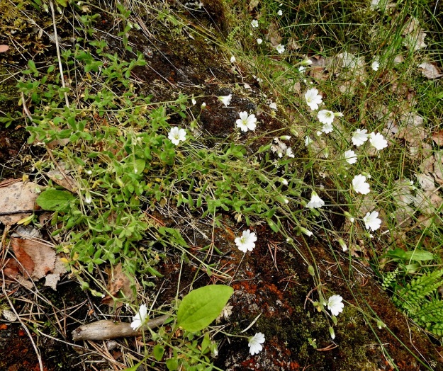 Cerastium alpinum subsp. alpinum - tunturihärkki subsp. karvatunturihärkki muodostaa myös löyhän mätästäviä kasvustoja. Sillä on kukattomia ja rentoja versoja sekä kukallisia, kohenevia ja toisinaan yläosastaan pystyhköjä versoja. Ks, Kuusamo, koillisosa, Käylä, Oulankajoen eteläranta, Kiutaköngäs, rantakallio, 10.7.2019. Copyright Hannu Kämäräinen.