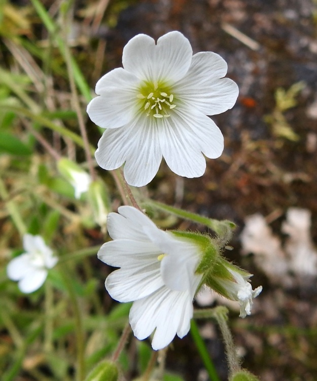 Cerastium alpinum subsp. alpinum - tunturihärkin subsp. karvatunturihärkin kukka on yleensä avoimen kellomainen. Leveitä, hieman lomittaisia, valkoisia ja tyveltään keltaisia terälehtiä on viisi. Ne ovat tavallisesti 9-15 mm pitkiä ja päästään matalalovisia. Ks, Kuusamo, koillisosa, Käylä, Oulankajoen eteläranta, Kiutaköngäs, rantakallio, 10.7.2019. Copyright Hannu Kämäräinen.