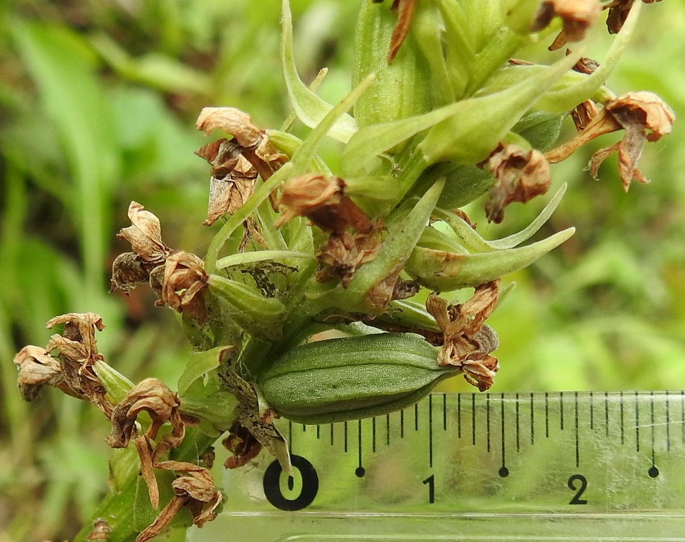 Dactylorhiza baltica - baltiankämmekän kota on pysty, pitkulainen ja vahvasuoninen sekä kalju. Se on noin 12-15 mm (kuvassa noin 15 mm) pitkä ja noin 5-6 mm paksu. Kota avautuu suonien vierestä. Siementuotanto on runsasta ja lähes pölymäisen pienet siemenet leviävät tuulen mukana. 6.8.2020. Copyright Hannu Kämäräinen.
