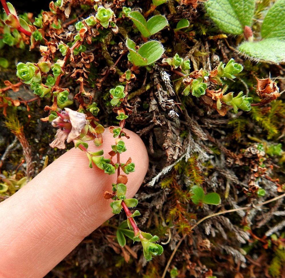 Saxifraga oppositifolia - sinirikon kukattomat varret ovat rennot ja juurehtivat sekä voivat kasvaa yli 10 cm:n pituisiksi. 6.7.2018. Copyright Hannu Kämäräinen.