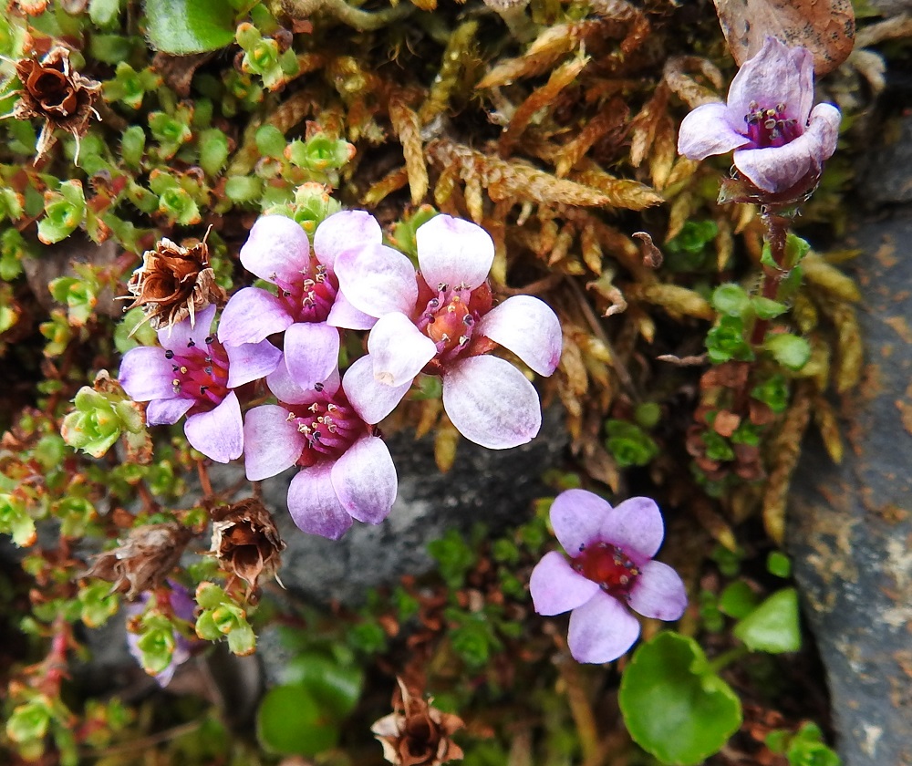 Saxifraga oppositifolia - sinirikon kukat ovat tavallisesti noin 10 mm leveät. Sinipunaisia tai punavioletteja terälehtiä on useimmiten viisi ja niiden kärkiosa kaartuu voimakkaasti ulospäin. 6.7.2018. Copyright Hannu Kämäräinen.