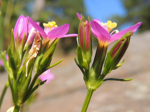 Centaurium littorale - isosapen kukkien tukilehdet ovat varsilehtien kaltaiset mutta pienemmät ja sijaitsevat heti verhiön alapuolella. Näin kukkaperälle jää tilaa vain noin 0,5-1,5 mm. Verhiö on kapean lieriömäinen ja lähes tyveen saakka 5-liuskainen ja noin teriön torven mittainen Verhiönliuskat ovat lähes tasasoukat sekä yleensä noin 6-8 mm pitkät. Teriön torvi on hyvin ahdas ja vain noin 1 mm leveä. V, Parainen, Houtskari, Kittuis, Strömsholmen, Häplot sundin pohjoisrannan lauttarannan viereinen kallioranta, 18.7.2016. Copyright Hannu Kämäräinen.