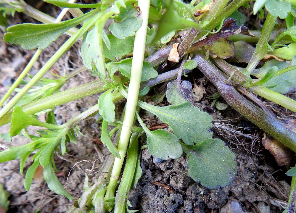 Viola arvensis - pelto-orvokin varsien alaosan lehtien lapa on nyhälaitainen ja yleensä puikea, soikea tai pyöreähkö. Tyvi on kiilamainen ja kärki tylpän pyöreähkö. Pituutta lehtilavalla on tavallisesti noin 1-2 cm ja leveyttä leveimmältä kohtaa noin 0,7-1,3 cm. Ruoti on noin 1-3 cm pitkä. Lehdet ruotineen ovat kaljut tai erityisesti laidoiltaan lyhytkarvaiset. Myös varsien karvoitus vaihtelee kaljusta kuvan tiheästi lyhytkarvaiseen. EH, Hämeenlinna, Loimalahti, Hirsimäki, Sammontorpantien varsi puistoalueen laidassa, maakasan pohja, 28.5.2020. Copyright Hannu Kämäräinen.