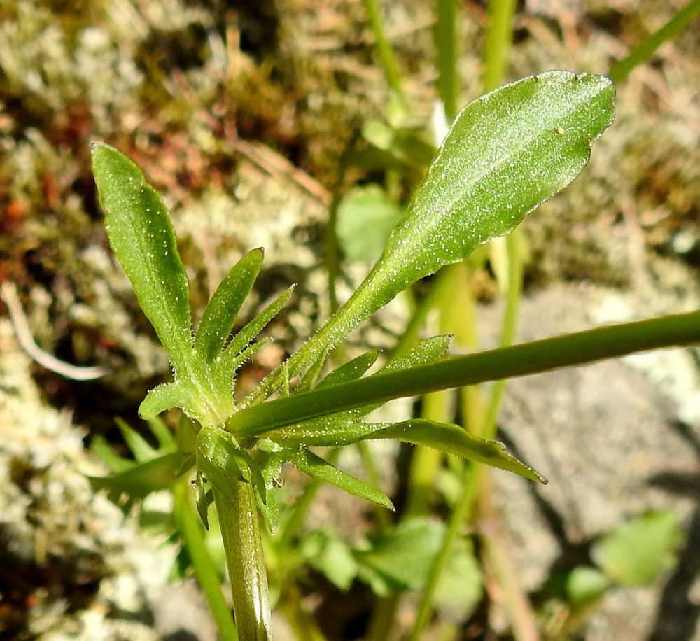 Viola arvensis - pelto-orvokin ylempien varsilehtien lapa on nyhälaitainen, kapeansoikea tai suikea, kapean kiilatyvinen ja terävä- tai tylpähkökärkinen. Se on yleensä noin 1,5-3 cm pitkä ja leveimmältä kohtaa noin 0,5-1 cm leveä. Ylempien varsilehtien ruoti on noin 0,5-1 cm pitkä. Lehtien korvakkeet ovat lehtimäiset, syvään ja kapeasti pariliuskaiset sekä kaljuhkot tai tiheästikin lyhytkarvaiset. Kärkiliuska on muita selvästi isompi ja kapean vastapuikea tai suikea sekä ehyt tai nyhälaitainen. Ylempien lehtien korvakkeet ovat yleensä noin 1-2 cm pitkät ja ruotia pitemmät. U, Helsinki, Kaarela, Runonlaulajantien varressa oleva Håkansbergin, kalliomäki, 19.5.2019. Copyright Hannu Kämäräinen.