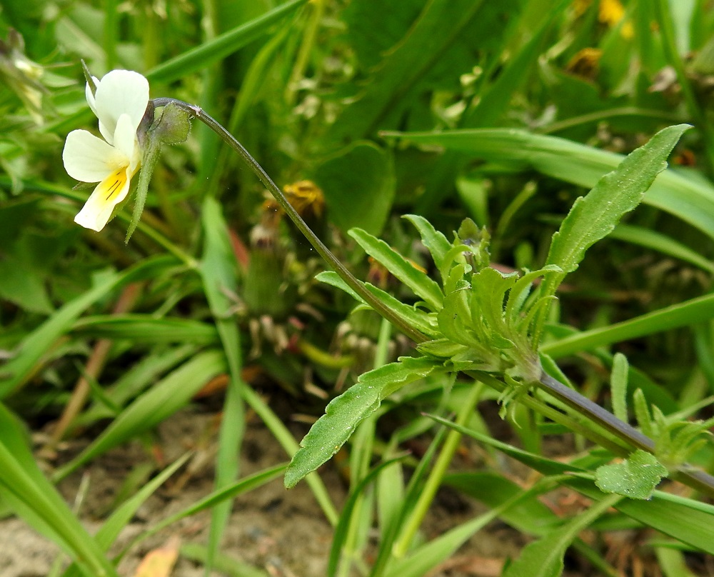 Viola arvensis - pelto-orvokin kukkaperät ovat lehtihankaiset ja yleensä noin 2-7 cm pitkät. Kukan verholehtien tyvilisäke on pyöreä-, tylppä-, suippo- tai hammaspäinen. Se on selvästi muuta verholehteä leveämpi. EH, Hämeenlinna, Loimalahti, Hirsimäki, Sammontorpantien varsi puistoalueen laidassa, maakasan pohja, 28.5.2020. Copyright Hannu Kämäräinen.