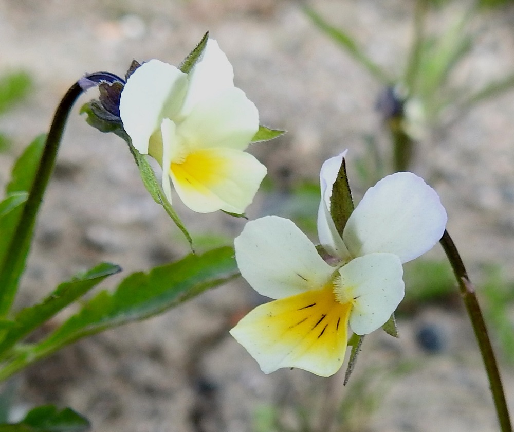 Viola arvensis - pelto-orvokin teriön neljä ylintä terälehteä ovat vastapuikeat sekä päästään pyöreähköt tai tylpähköt ja useimmiten noin 7-8 mm pitkät ja leveimmältä kohtaa noin 4-5 mm leveät. Alimmainen terälehti on vastakolmiomainen, tylpähköpäinen ja ilman kannusta yleensä noin 8-10 mm pitkä ja leveimmältä kohtaa noin 8 mm leveä. EH, Hämeenlinna, Loimalahti, Sampo, Sammonojantien laita, tuleva nurmikkokaista, 29.5.2020. Copyright Hannu Kämäräinen.