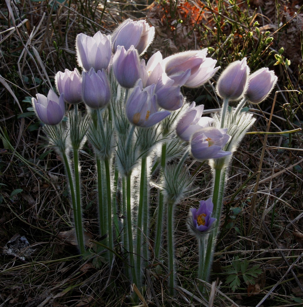Pulsatilla patens x vernalis - liilakylmänkukka, (hämeenkylmänkukka x kangasvuokko). Kukkiessaan risteymä on noin 10-30 cm korkea. Kukat ovat varsissa yksittäin ja niiden perä pitenee kukkimisaikana nollasta lähes 10 cm:iin. Kukinnan loppupuolella kukkien kehä painuu suppuun. EH, Hämeenlinna, Lammi, Kilparisti, soramontun laita, 9.5.2011. Copyright Hannu Kämäräinen.