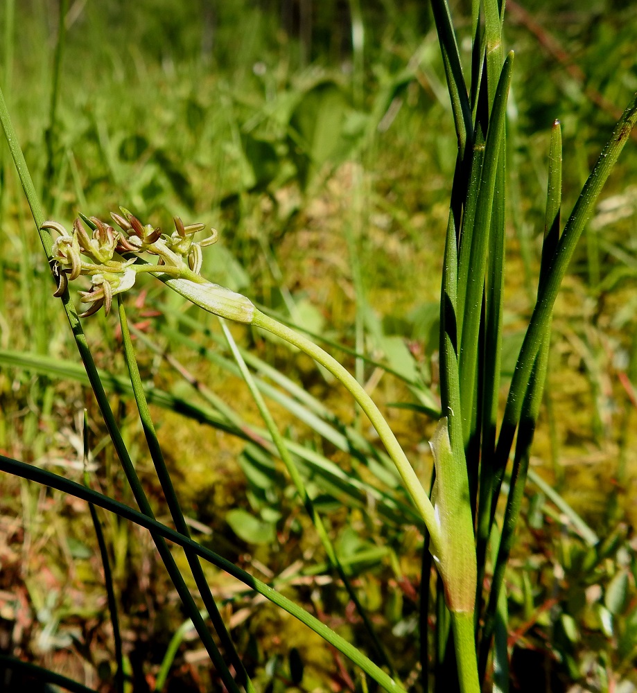 Scheuchzeria palustris - leväkön kukinto on tavallisesti 3-10-kukkainen ja alkuvaiheessaan usein aika tiivis. EH, Hämeenlinna, Pullerinmäki, Ahvenistonharjun juurella olevan Kahtoilammen luoteispään rantaneva lähellä vesirajaa, 9.6.2021. Copyright Hannu Kämäräinen.