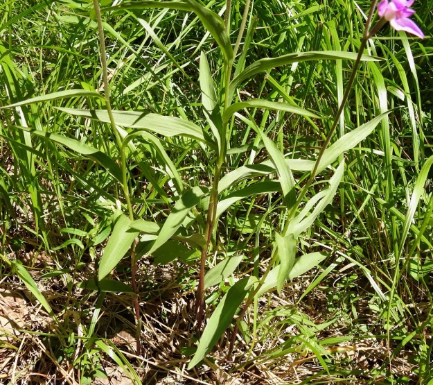 Cephalanthera rubra - punavalkun varressa on yleensä neljästä seitsemään lehteä (kuvan oikeanpuolimmaisessa varressa on juuri seitsemän lehteä). Lehdet ovat vuoroittain vastakkaiset ja sivulle tai yläviistoon siirottavat. Varsi on tavallisesti muuten vihreä, mutta alhaalta ja kukinto-osastaan punaruskea. V, Salo, 3.7.2021. Copyright Hannu Kämäräinen.