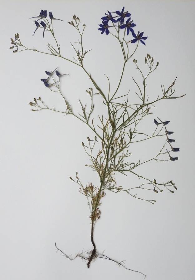 Delphinium consolida subsp. consolida (Consolida regalis subsp. regalis) - rikkakukonkannus subsp. peltokukonkannus on yksivuotinen, tavallisesti noin 20-50 cm korkea, pysty ja toistamiseen haarova. Kukinto on harsuhkoina tai tiheähköinä terttuina haarojen kärjessä. EH, Lahti, keskusta, ratapiha-alueen pohjoislaita Mannerheiminkadun varressa, entisen tavara-aseman länsipuolella, 8.7.2004. Kuva näytteestä, copyright Hannu Kämäräinen.