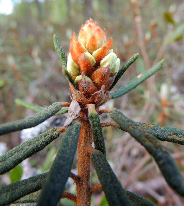 Rhododendron tomentosum (Ledum palustre) - suopursun kukintonupussa uudet kukat kurkistelevat silmusuomujensa takaa. Varsien yläosat, vuosikasvaimet ja noin 2-3 mm pitkät lehtiruodit sekä silmusuomut ovat peittävästi ruskean kähärä- ja nystykarvaiset. Nuorten lehtien yläpinta on tiheästi ja lyhyesti nystykarvainen ja harvakseen hapsikarvainen. Lehtien elinkaari on noin kaksi vuotta ja ikääntyessään niiden yläpinta kaljuuntuu. EH, Hattula, Retula, Retulansaarentien ja Vanajaveden Vittiänlahden välinen, mäntyvaltainen, ojitettu rämealue, 20.5.2013. Copyright Hannu Kämäräinen.