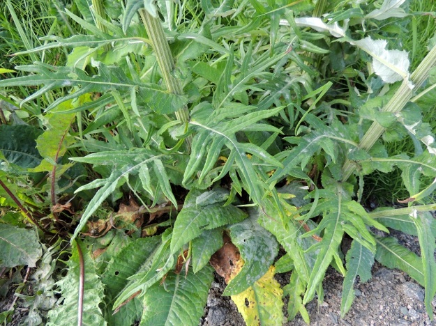 Cirsium heterophyllum (C. helenioides) - huopaohdakkeen varsilehdet ovat ruodittoman sepivät, sillä niiden tyvi kiertää pyöreähkönä, leveänä kauluksena varren kokonaan tai osittain. Alemmat varsilehdet ovat useimmiten kapean pariliuskaiset. Ne ovat pitkäsuippuisen teräväkärkiset, yleensä noin 15-25 cm pitkät ja liuskojen kohdalta leveimmillään noin 6-10 cm. EH, Hämeenlinna, Vuorentaka, laaja peltoaukea, Hämeen Härkätien laita, 26.6.2013. Copyright Hannu Kämäräinen.