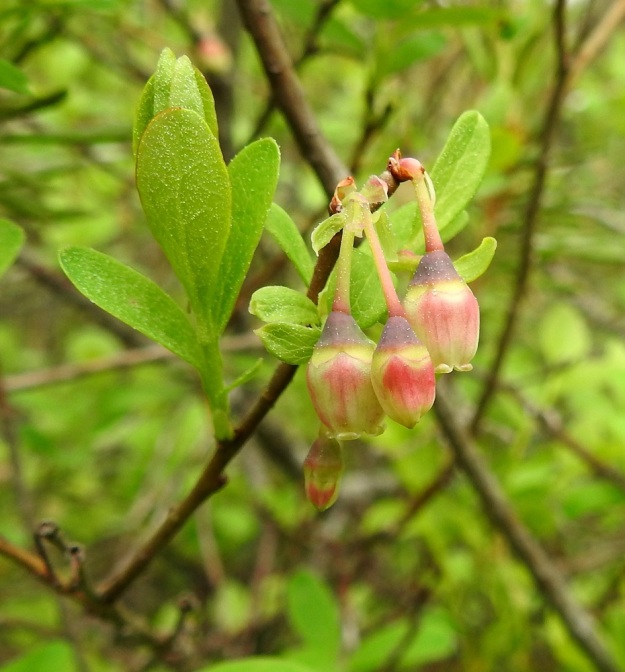 Vaccinium uliginosum subsp. uliginosum - (taiga)juolukan subsp. suojuolukan kukinto on latvaterttu, jossa yleensä on yhdestä kolmeen kukkaa. Toisinaan kukkia voi olla neljäkin. Ne syntyvät versojen kärkisilmuista ja ovat nuokkuvia. Lähilajilla (kangas)mustikalla, V. myrtillus, kukat ovat yksittäin lehtihangoissa. Juolukan kukkaperä on vihreä tai punertava, kalju ja tavallisesti noin 5-10 mm pitkä. 9.6.2022. Copyright Hannu Kämäräinen.
