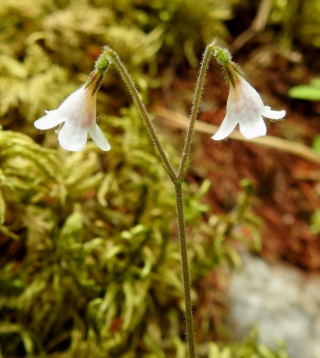 Linnaea borealis - vanamon kukintoperä haarautuu pienen, noin 2-3 mm pitkän ja kapean ylälehtiparin hangasta. Haarat ovat yleensä noin 5-25 mm pitkät ja päättyvät noin 1-1,5 mm pitkään, kapeaan ylälehtipariin. Tämän lehtiparin hangassa on kukka, jonka perä on enintään noin 1 mm pitkä. Kukan sikiäin on pyöreä tai pitkänpyöreä. Sen tyvellä on kaksi lehtiparia, joista erityisesti ylempi, lähes pyöreä, ympäröi noin 1,5 mm pitkän sikiäimen hyvin tiiviisti. Verhiö on vihreä tai punaruskehtava ja lähes tyveen saakka viisiliuskainen sekä tavallisesti noin 3 mm pitkä. Kukintovarsi, haarat, ylälehdet, kukkaperä ja sikiäintä suojaavat lehdet sekä verhiö ovat tiheähkösti nystykarvaiset. EH, Hämeenlinna, Loimalahti, rehevä kangasmetsä Tervaniemen ulkoilureitin varressa, Kolkanmäen ja Tervaniemen välillä, 2.7.2022. Copyright Hannu Kämäräinen.
