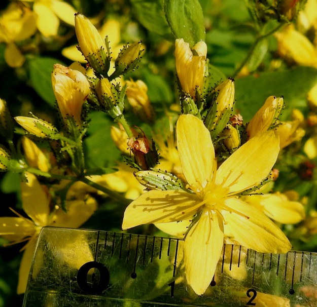 Hypericum hirsutum - karvakuisman teriö on keltainen ja yleensä noin 15-25 mm leveä. Kukan verhiö on viisilehtinen. Verholehdet ovat suikeat, vihreät ja laidoiltaan mustapäisen nystyhampaiset. Ne ovat yleensä noin 3-5 mm pitkät ja leveimmältä kohtaa noin 1 mm leveät. 15.7.2019. Copyright Hannu Kämäräinen.