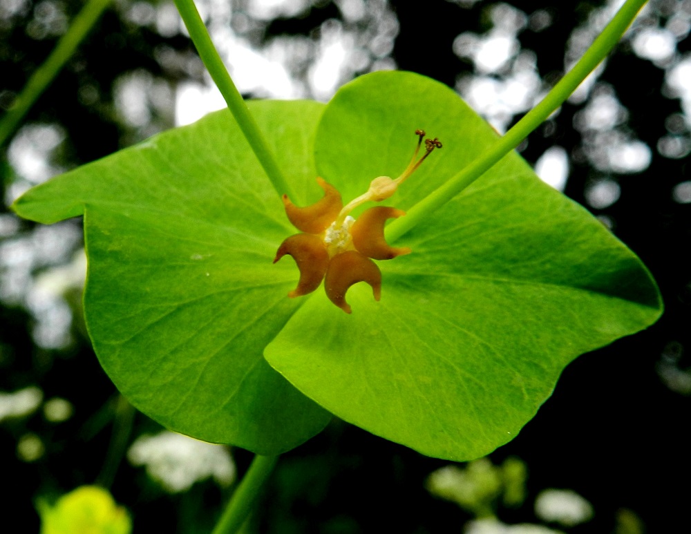 Euphorbia esula subsp. saratoi - kenttätyräkin subsp. idänkenttätyräkin kukinnon suojuksen laidoilla on neljä mesiäislevyä, jotka ovat puolipyöreitä, kaksisarvisia ja kellanvihreitä tai keltaisia sekä myöhemmin ruskeiksi tummuvia. Ne ovat sarvienvälisessä suunnassa noin 2-3,5 mm pitkiä. Kussakin kukinnossa on yksi teriötön ja verhiötön emikukka, jonka perä on kukintavaiheessa noin 2-4 mm pitkä ja pian sivulle taipunut. Perän kärjessä oleva sikiäin on pallomainen ja aluksi kellertävä. EH, Hämeenlinna, Vuorentaka, Lakee, Hirsimäenkadun laita Myllyojan itäpuolella, 24.6.2012. Copyright Hannu Kämäräinen.