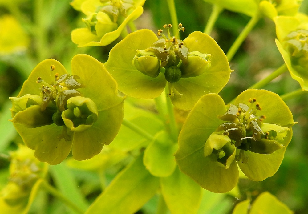 Euphorbia esula subsp. saratoi - kenttätyräkin subsp. idänkenttätyräkin kukinnon ulottuvuus kasvaa kukinnan edistyessä. Keltaiset tukilehdet ohjaavat pölyttäjähyönteisiä aktiivisessa vaiheessa olevaan kukintoon. Suojusmaljan pohjalla on joukko yksiheteisiä hedekukkia, joilla ei ole teriötä eikä verhiötä. Ne ovat täydessä mitassaan noin 3-4 mm pitkiä. Ponnenpuoliskot ovat pyöreähköt ja sivulle siirottavat. Kukinnon molemmin puolin odottavat vielä tukilehtiensä suojassa seuraavaksi kehittyvät kukintohaarat. EH, Hämeenlinna, Ahvenisto Ahvenistontien varren viljelemätön peltoalue keskussairaalan kohdalla, 29.6.2020. Copyright Hannu Kämäräinen.