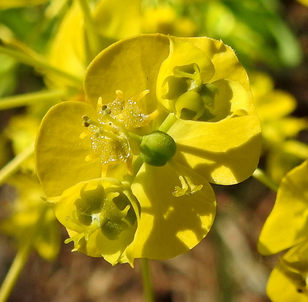Euphorbia esula subsp. saratoi - kenttätyräkin subsp. idänkenttätyräkin kukinnosta pilkistää mesiäislevyjen keskeltä aluksi esiin vain emikukan vartalo, joka on kolmiluottinen ja kukin luotti kaksihaarainen (kuvassa alin kukinto). Esiin kasvaneen emikukan pallomainen sikiäin on pieninystermäinen ja läpimitaltaan noin 1,5-2 mm. Sikiäimen kärjessä oleva emin vartalo luotteineen on noin 1,5-2,5 mm pitkä. EH, Hämeenlinna, Ahvenisto Ahvenistontien varren viljelemätön peltoalue keskussairaalan kohdalla, 29.6.2020. Copyright Hannu Kämäräinen.