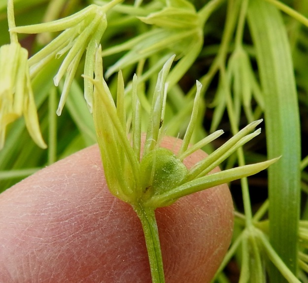 Gagea minima - pikkukäenrieskan kukkaperän kärkeen kehittyy toisinaan normaalin yhden kukan sijaan tuplakukka, jossa on kaksi kehää aivan rinnakkain. Kuvan kukkaparissa vain toiseen kehittyi kota. Kota on paikalleen jäävien kehälehtien ympäröimä, kolmilokeroinen ja pyöreähkö mutta kolmikulmainen. Se on vihreä tai kellanvihreä ja tavallisesti noin 4,5-5 mm pitkä ja noin 3-3,5 mm leveä sekä avautuu lokerosaumoistaan. EH, Hämeenlinna, Loimalahti, Hirsimäki, omakotialue, 29.5.2021. Copyright Hannu Kämäräinen.