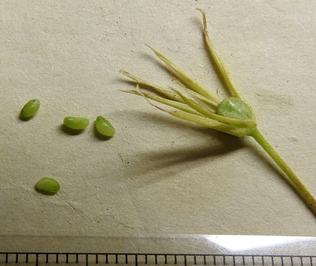 Gagea minima - pikkukäenrieskan siemenet ovat lähes munamaiset, noin 2-2,5 mm pitkät ja noin 1-1,3 mm leveät. Toisin kuin isokäenrieskan, G. lutea, siemenissä, niissä ei ole rasvalisäkettä, joka houkuttelisi muurahaisia siementen levitystyöhön. EH, Hämeenlinna, Loimalahti, Hirsimäki, omakotialue, 2.6.2023. Copyright Hannu Kämäräinen.