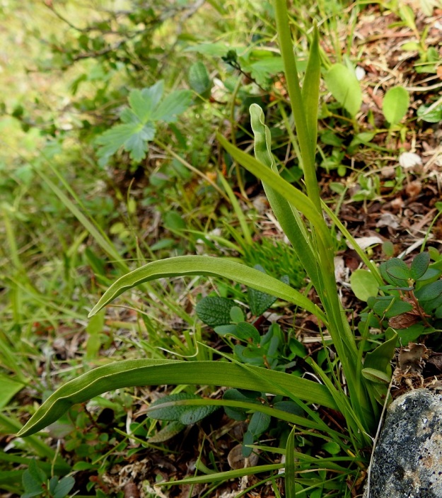 Gymnadenia conopsea subsp. alpina - lettokirkiruohon lehdet ovat lähes tasasoukkia ja tasaisen vihreitä ilman tummempia täpliä. Varren tyviosassa olevat lehdet ovat pitkätuppisia ja enemmän tai vähemmän kouruisia. Ne ovat tavallisesti noin 3-10 cm pitkiä ja leveimmästä kohtaa noin 0,3-0,8 cm leveitä. Niiden yläpuoliset varsilehdet ovat pienempiä. EnL, Enontekiö, Kilpisjärvi, Saanan kaakkoispään lounainen alarinne luonnonsuojelualueen alalaidassa, jyrkähkö tunturiniittyrinne yhtenäisen tunturikoivikon yläpuolella, n. 670 m mpy, 19.7.2023. Copyright Hannu Kämäräinen.