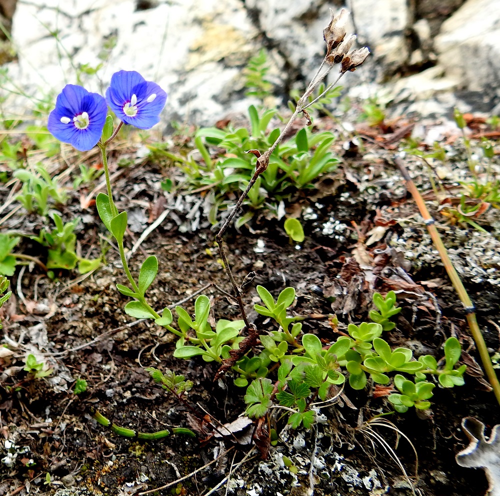Veronica fruticans - varputädykkeen kukan teriö on voimakkaan sininen ja kasvin kokoon nähden aika iso, tavallisesti noin 10-15 mm leveä ja neliliuskainen. Liuskat ovat lomittaiset ja pyöreämuotoiset tai leveänpuikeat. EnL, Enontekiö, Kilpisjärvi, Saanan kaakkoispään lounainen rinne luonnonsuojelualueen alaosassa, jyrkästi nouseva, kallioinen paljakkarinne, n. 735 m mpy, 19.7.2023. Copyright Hannu Kämäräinen.