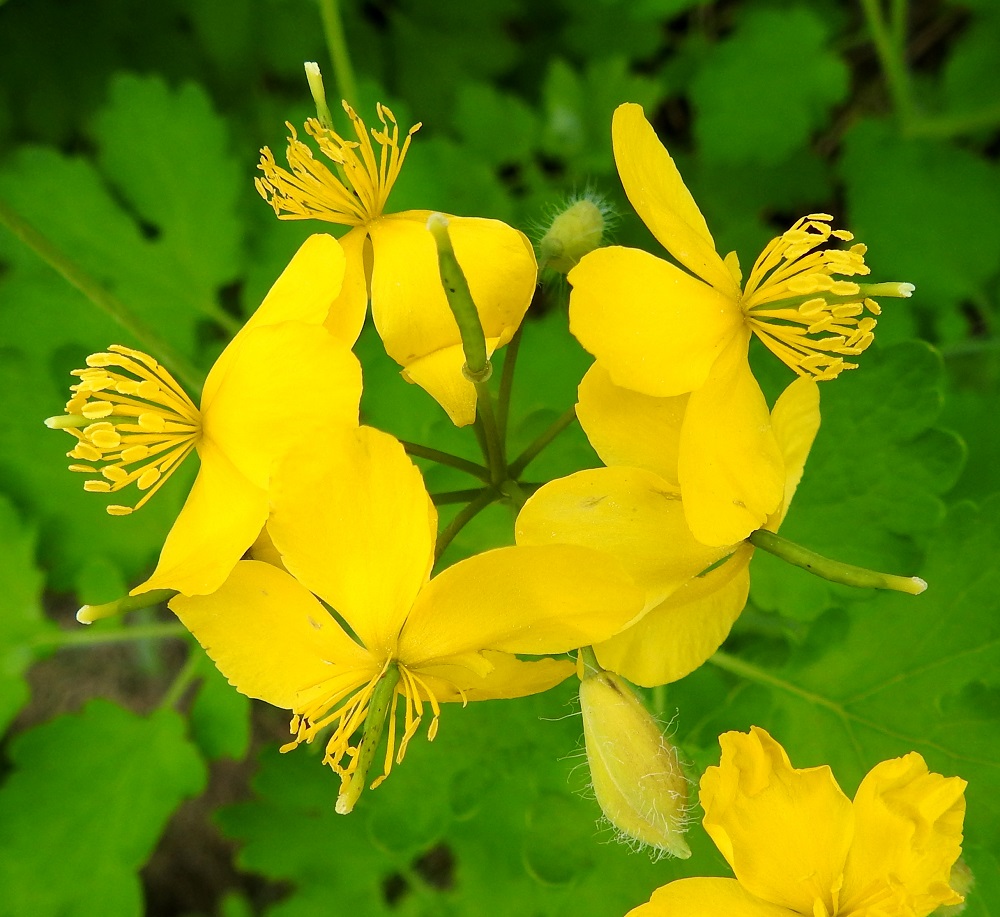 Chelidonium majus - keltamon kukkanupussa kaksi vastakkain olevaa verholehteä suojaavat kukkaa. Ne ovat yleensä kellanvihreät tai lähes keltaiset ja pitkän siirottavakarvaiset tai harvoin kaljut. Verholehdet varisevat kukan avautuessa. Heteitä on runsaasti. Ne ovat keltaiset ja tavallisesti noin 7-10 mm pitkät. Kukkapohjus on kehänpäällinen, vihreä ja liereä sekä yleensä noin 7-8 mm pitkä. Sen kärjessä oleva emi on kaksiliuskaisine luotteineen noin 2-3 mm pitkä. Hedelmöityksen jälkeen heteet tippuvat ja kukkapohjus kasvaa reilusti pituutta kohti kotavaihetta. EH, Hämeenlinna, Voutila, Myllyoja, Kullervontien laidalta nouseva, rinne, 3.6.2023. Copyright Hannu Kämäräinen.