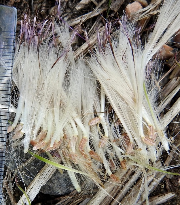 Cirsium vulgare - piikkiohdakkeen pohjuspähkylä on pitkulainen tai soikea, sileä ja kellanvaalea. Se on tavallisesti noin 3,5-5 mm pitkä ja noin 1,5-2 mm leveä. Sen kärjessä on leviämistä helpottava, pitkä, valkoinen ja sulkahaivenista muodostunut pappus eli kukan verhiön muutunnainen. Kuvassa pähkylöistä nousevat vielä paikallaan pysyneet, kuihtuneet kukat. U, Helsinki, Laajasalo, Tahvonlahti-merenlahden rantametsikön laide Mellinintien varressa, 25.7.2023. Copyright Hannu Kämäräinen.
