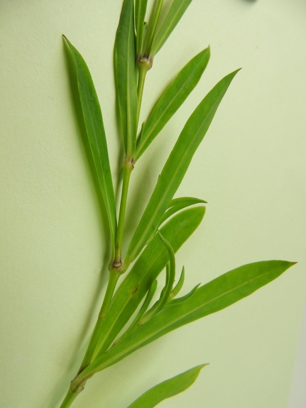 Silene vulgaris subsp. vulgaris var. litoralis - suomenlahdennurmikohokin varsilehdet ovat ruodittomat ja aivan ylimpiä lehtiä lukuun ottamatta tavallisesti noin 1,5-8 cm pitkät ja leveimmältä kohtaa noin 0,3-0,8 cm leveät sekä vaaleansinivihreät ja kaljut. Ahonurmikohokilla, var. vulgaris, lehdet ovat yleensä 0,5-2.5 cm leveät ja tummemmat. 8.7.2013. Copyright Hannu Kämäräinen.