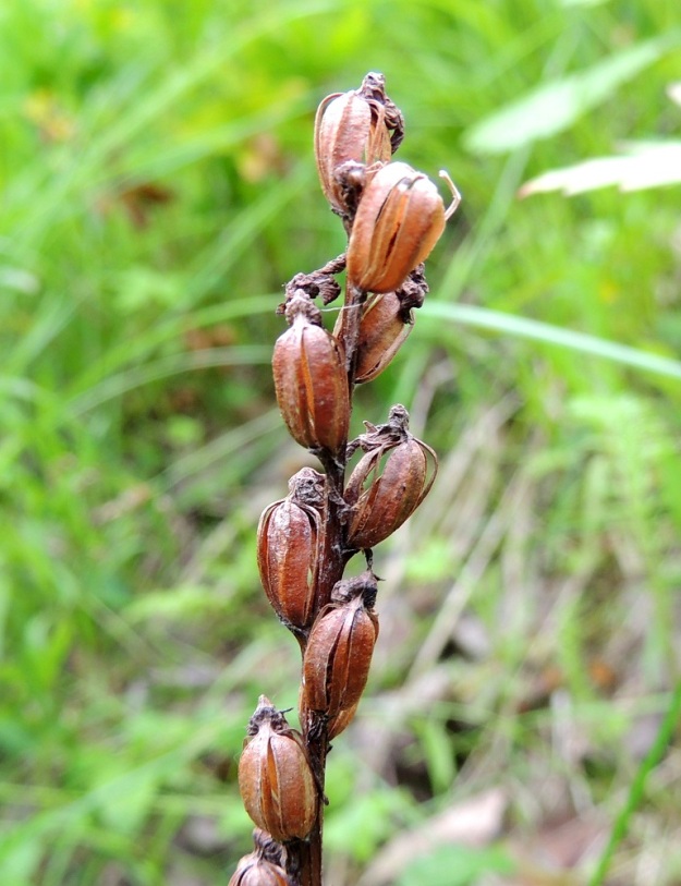 Dactylorhiza viridis (Coeloglossum viride) - pussikämmekän kota on pysty, soikeahko ja vahvasuoninen. Se on yleensä noin 7-10 mm pitkä, noin 4-5 mm paksu ja avautuu suonien vierestä. Runsas ja lähes pölymäisen pienikokoinen siementuotanto puhaltuu kodan halkeamista tuulen matkaan. Kuvassa on edellisvuotinen, kuivana törröttämään jäänyt kotavarsi. Ks, Kuusamo, Liikasenvaara, kylän läpi vievän soratien laide, 14.7.2015. Copyright Hannu Kämäräinen.