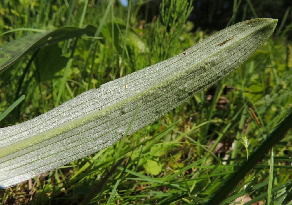 Dactylorhiza fuchsii - kielikämmekän lehdet ovat alapuoleltaan täplättömät ja harmahtavat tai harmaanvihreät. A, Lemland, Nåtö, merenrantaan ulottuva luonnonsuojelualue biologisen aseman itäpuolella, 11.6.2014. Copyright Hannu Kämäräinen.