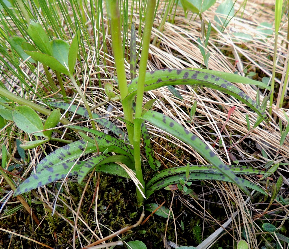 Dactylorhiza traunsteineri - kaitakämmekän perustyypin lehdet ovat lähes tasasoukkia tai kapeansuikeita ja ylintä lukuun ottamatta tavallisesti noin 6-9 cm pitkiä ja vain noin 0,5-1 cm leveitä sekä enimmillään noin 10 kertaa leveyttään pitempiä. Kuvan varsiparin tyvellä on myös nauhamaisia lehtiä, jotka nousevat ilmeisesti suoraan kasvullisista sivumukuloista. Kaikki lehdet ovat yläpinnaltaan vihreät ja yleensä tummatäpläiset sekä alapinnaltaan vaalean- tai harmaanvihreät. Ks, Kuusamo, Juuma, Jyrävänjärven pohjoispään itäpuoli, pieni, avoin lettosuo Oulangan kansallispuiston rajalla, 13.7.2015. Copyright Hannu Kämäräinen.