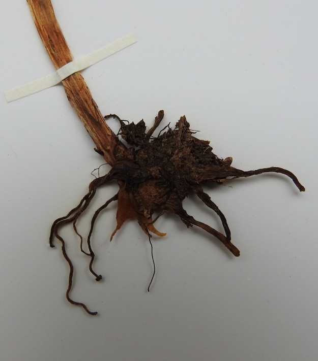 Dactylorhiza viridis (Coeloglossum viride) - pussikämmekkän juuristossa on kaksi liuskaista juurimukulaa, joista toinen on vanha ja tummempi ja toinen uudempi ja vaaleampi. EH, Vilppula, Kolho, Laksi ja Pyhtönen järvien välinen, metsäinen harjukannas, sähkölinja, 23.6.1998. Kuva näytteestä, copyright Hannu Kämäräinen.