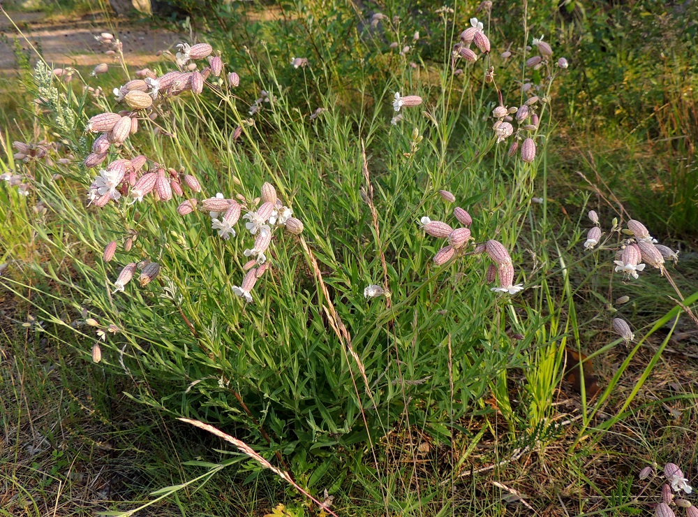 Silene vulgaris subsp. vulgaris var. litoralis - suomenlahdennurmikohokki on tavallisesti noin 20-50 cm korkea ja tiheälehtinen. Sen värisävy on vaaleansinivihreä ja yleensä vaaleampi kuin ahonurmikohokilla, var. vulgaris. 8.7.2013. Copyright Hannu Kämäräinen.