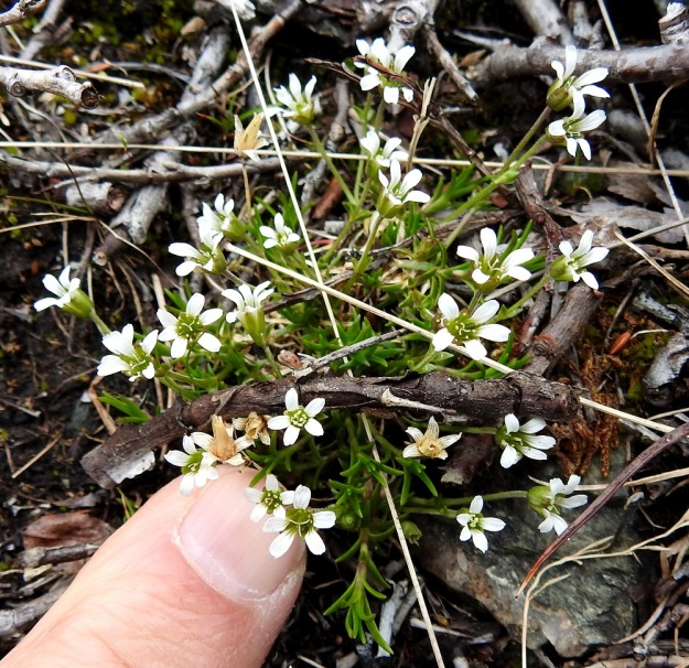 Cherleria biflora - lapinnätä on kääpiökokoinen kasvi ja usein sen tyveltä kohenevat varret nousevat vain muutaman sentin mättäiden yläpuolelle. Kuvassa on mittakaavana 2 cm leveä sormenpää. EnL, Enontekiö, Kilpisjärvi, Saanan loivahkon luoteisrinteen lounaislaita pahtaseinämän yläpuolella, paljakkarinne, 735 m mpy, 5.7.2018. Copyright Hannu Kämäräinen.