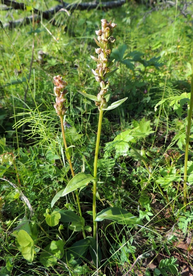 Dactylorhiza viridis (Coeloglossum viride) - pussikämmekkä viihtyy Lapissa rehevissä tunturikoivikoissa. EnL, Enontekiö, Kilpisjärvi, Saanan lounaisrinne, tunturikoivikko retkeilykeskuksen ja leirintäalueen yläpuolella, 540 m mpy, 17.7.2013. Copyright Hannu Kämäräinen.