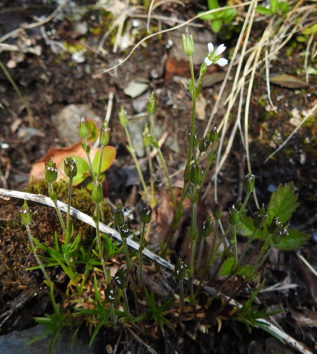 Cherleria biflora - lapinnädän kukintovarret ovat usein viimeistään hedelmävaiheessa pystyt kohenevaa tyveä lukuun ottamatta. Pituutta niillä on kukintoineen tavallisesti noin 2-8 cm. Vastakkain olevia ruodittomia varsilehtipareja on useimmiten kahdesta viiteen. Kukintovarsien lehdet ovat suikeat tai kapeanpuikeat ja yleensä noin 2-4 mm pitkät sekä enimmillään noin 1 mm leveät. Kun edellisen kuvan mätäs on yläpuolella, 700 metrissä, täydessä kukassa, sata metriä alempana kukkavarret ovat jo heinäkuun alussa kotavaiheessa. EnL, Enontekiö, Kilpisjärvi, Saanan lounainen alarinne, ensimmäinen, matala pahtaseinämä tunturikoivikkorinteessä, retkeilykeskuksen leirintäalueen kohdalla, luonnonsuojelualue, 600 m mpy, 5.7.2018. Copyright Hannu Kämäräinen.