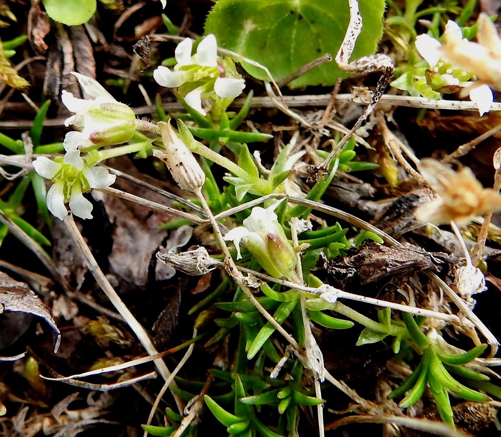 Cherleria biflora - lapinnädän terälehdet ovat yleensä noin 4-6 mm pitkät. Terälehden tyviosa on kapeneva, ja verholehtien yli sivulle taittuva kärkiosa on lähinnä kapean pitkulainen ja noin 1-1,5 mm leveä. Sen kärki on tylppä tai pyöreähkö ja ehyt tai pienihampainen. Kuvassa näkyy myös edellisvuotisia, kuivuneita ja kotapäisiä varsia. Täysikasvuinen kota on selvästi verholehtiä pitempi ja avautuessaan lohkeaa kolmiliuskaisesti lähes alas asti. EnL, Enontekiö, Kilpisjärvi, Saanan loivahkon luoteisrinteen lounaislaita pahtaseinämän yläpuolella, paljakkarinne, 720 m mpy, 5.7.2018. Copyright Hannu Kämäräinen.