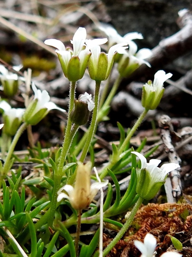 Cherleria biflora - lapinnädän kukan verholehtiä on viisi ja ne ovat tyveen asti erilliset, lähinnä pitkulaiset tai kapeanpuikeat ja pyöreä- tai tylppäkärkiset. Ne ovat vihreät ja toisinaan punaruskealaikkuiset sekä tavallisesti noin 3-4,5 mm pitkät ja noin 1-1,7 mm leveät. EnL, Enontekiö, Kilpisjärvi, Saanan loivahkon luoteisrinteen lounaislaita pahtaseinämän yläpuolella, paljakkarinne, 720 m mpy, 5.7.2018. Copyright Hannu Kämäräinen.