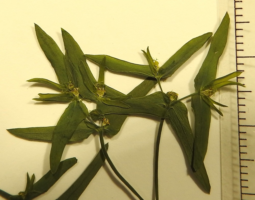 Euphorbia exigua - pikkutyräkin valekukka eli cyathium on läpimitaltaan noin 1 mm. Kuvan alimmassa valekukassa juuri ja juuri näkyvät mesiäislevyt ovat sarvienvälisessä suunnassa noin 0,5-0,6 mm pitkät. Niiden sarvet ovat vain noin 0,3-0,4 mm pitkät. Vasemman puolen ylimmissä valekukissa erottuvat vaaleampina noin 1 mm pitkät hedekukat. Kuvassa ylimpänä olevan emikukan sikiäin on läpimitaltaan noin 0,6-0,8 mm. Sikiäimen kärjessä oleva emi luotteineen on vain noin 0,2-0,3 mm pitkä. 12.7.2023. Kuva näytteestä, copyright Hannu Kämäräinen.