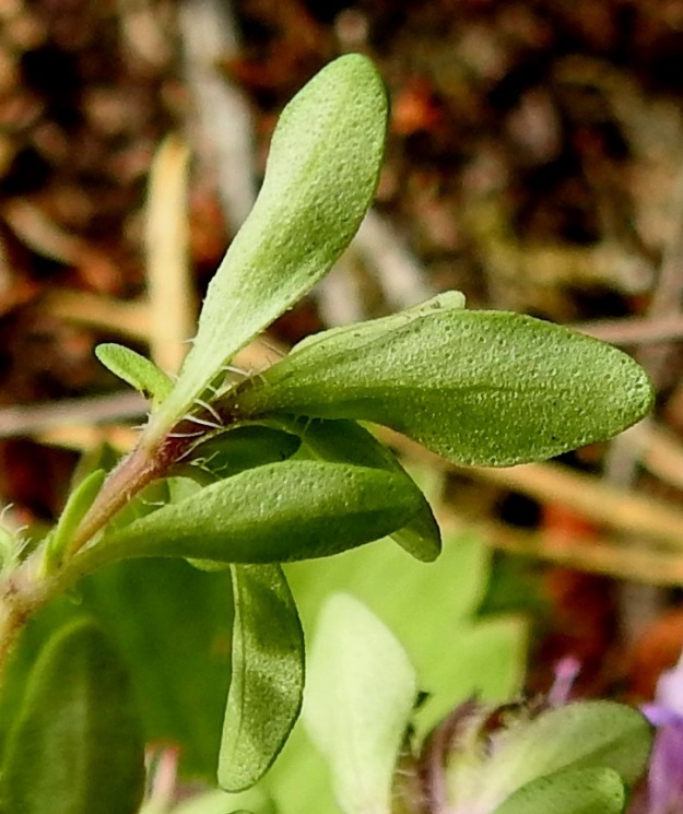Thymus serpyllum subsp. serpyllum - harjuajuruohon lehtiruoti on useimmiten enintään 1 mm pitkä ja karvainen. Lapa on muuten kalju, mutta tyviosan laidat ovat ripsikarvaiset. 24.7.2023. Copyright Hannu Kämäräinen.