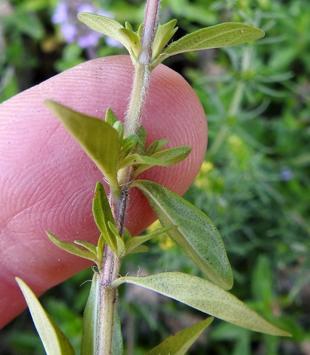 Thymus pulegioides subsp. pannonicus - idännurmiajuruohon lehdet ovat lähes tai aivan ruodittomat. Ruoti on enintään 1 mm pitkä. Lehtilapa on vihreä, molemmin puolin tumman öljypisteinen ja muuten kalju, mutta tyviosan laidoilla voi olla ripsikarvoitusta. Varren ympäri ulottuva karvoitus on toisinaan, kuten kuvassa, kahdelta vastakkaiselta sivulta kahta muuta sivua lyhyempää. 12.7.2023. Copyright Hannu Kämäräinen.