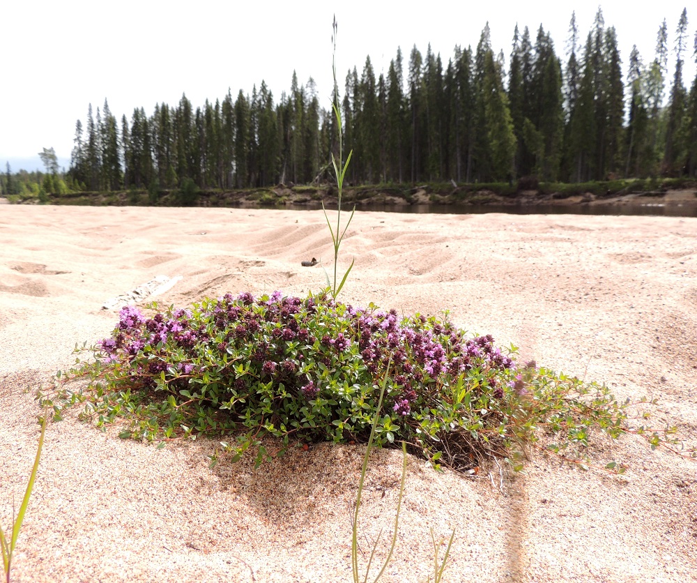 Thymus serpyllum subsp. tanaënsis - tenonajuruoho on ennen kaikkea jokivarsien hietikkoalueiden kasvi, joka saattaa kuvassa olevan yksilön tavoin kukoistaa silkalla hiekalla lähes yksinäänkin. 14.7.2015. Copyright Hannu Kämäräinen.