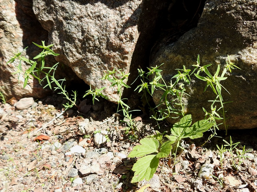 Euphorbia exigua - pikkutyräkki on Suomessa hyvin harvinainen uustulokas, jonka ainoa vakinainen ja pitkäaikainen kasvupaikka on Turussa, Ruissalon kasvitieteellisessä puutarhassa, jonne se on aikanaan saapunut todennäköisesti taimirikkana eteläisemmästä Euroopasta. Puutarhassa se on viihtynyt rikkana ainakin 1960-luvulta saakka. Kasviatlaksessa on lisäksi muutama muu vanha tieto eteläisestä Suomesta. 12.7.2023. Copyright Hannu Kämäräinen.